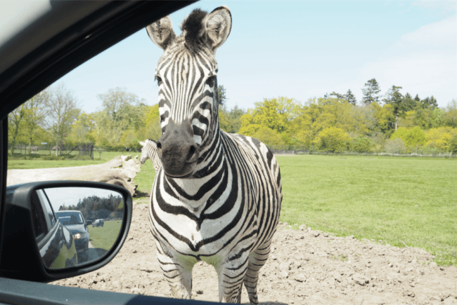 En zebra står tæt ved bilen i Knuthenborg Safaripark
