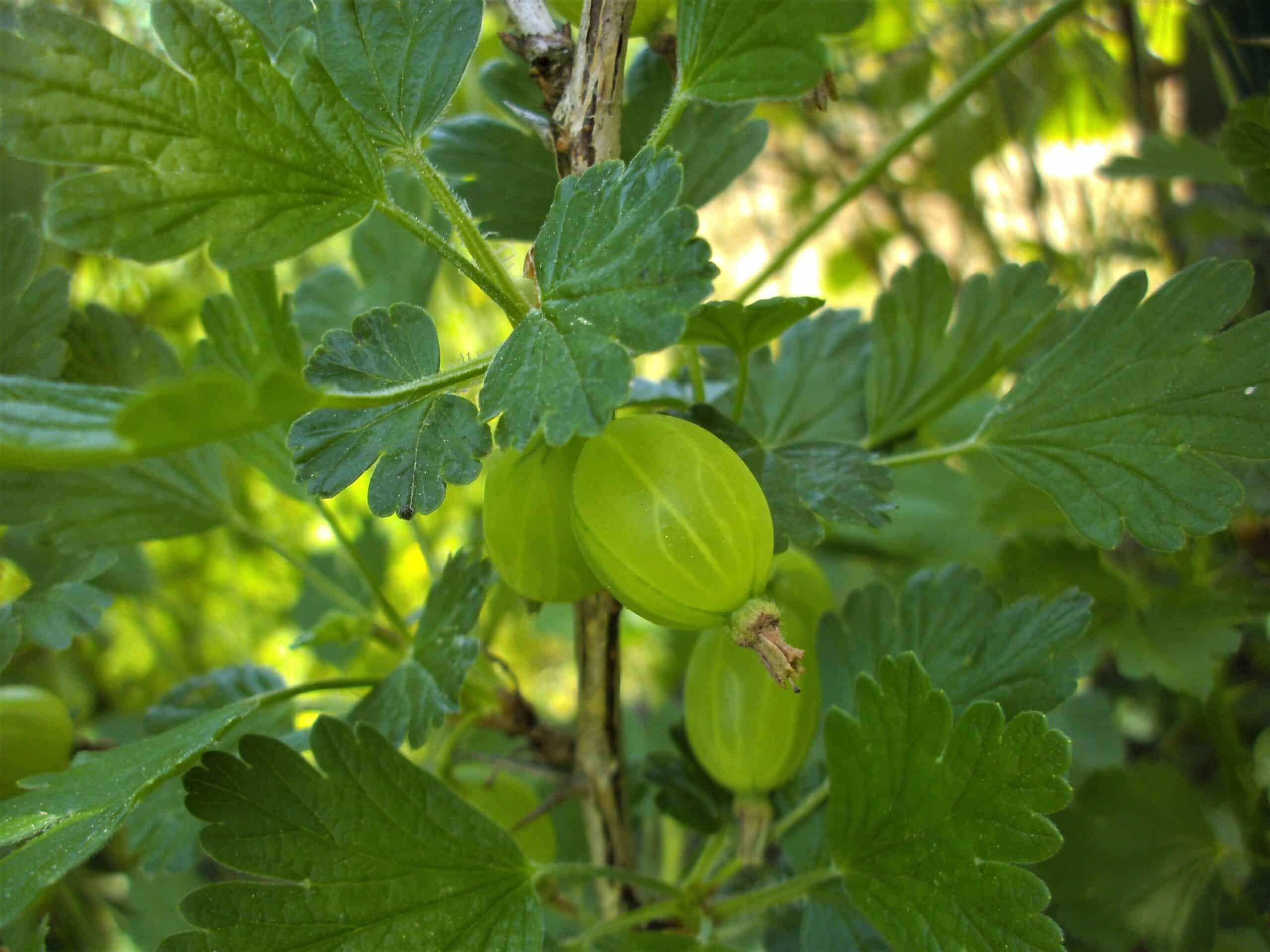 Stikkelsbær-min